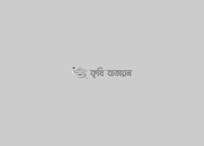 নারিকেলের মাকড় সমস্যা ও ব্যবস্থাপনা