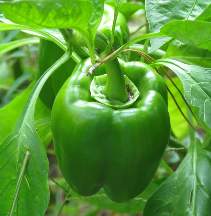 মিষ্টি মরিচ চাষ: এক সম্ভাবনার নাম