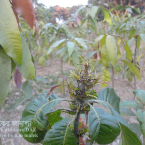 আমের স্যুট গল