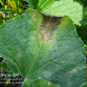বাঙ্গির ব্লাক রট রোগ