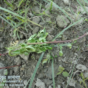 বথুয়াশাকের ঢলেপড়া রোগ